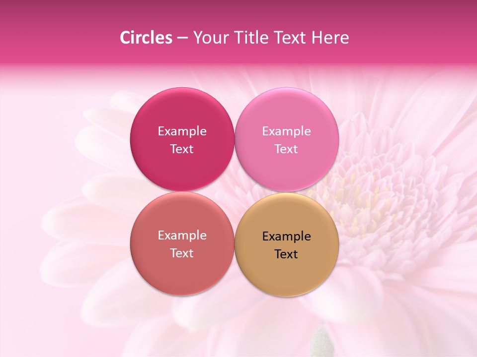 Bloom Gerbera Pink PowerPoint Template
