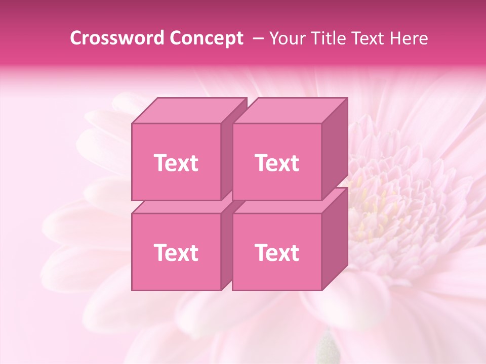 Bloom Gerbera Pink PowerPoint Template