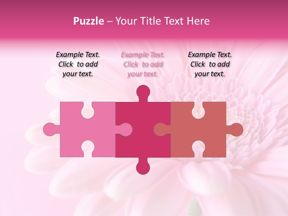 Bloom Gerbera Pink PowerPoint Template