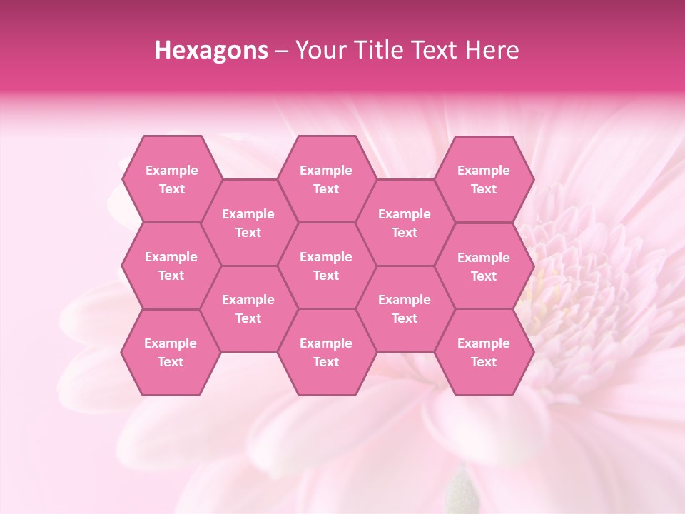 Bloom Gerbera Pink PowerPoint Template