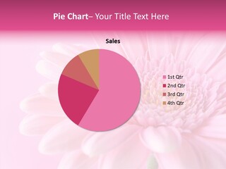 Bloom Gerbera Pink PowerPoint Template
