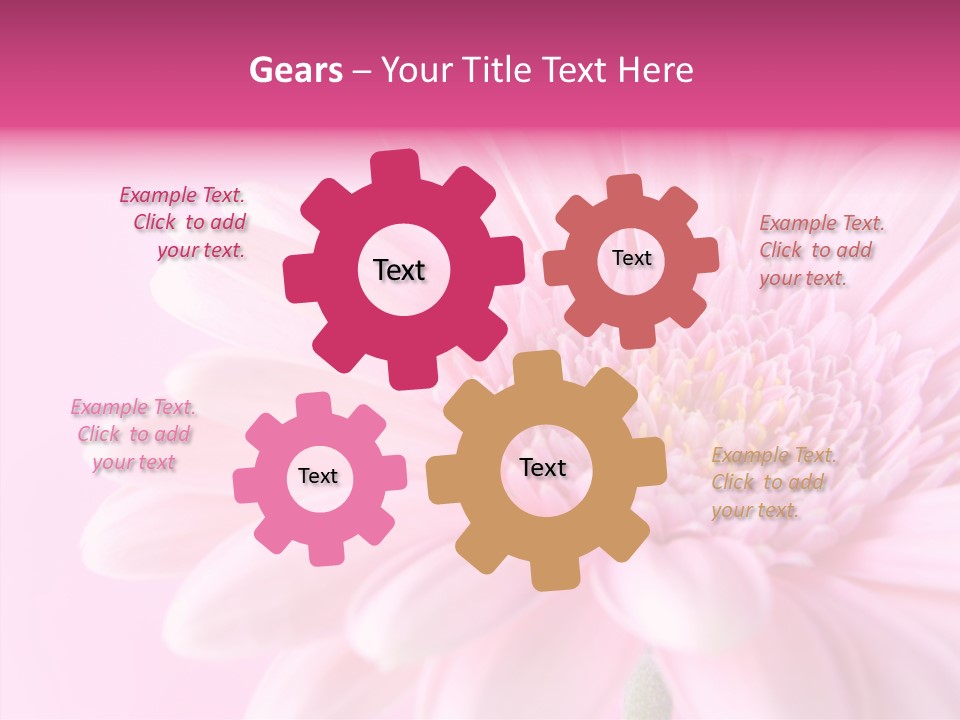 Bloom Gerbera Pink PowerPoint Template