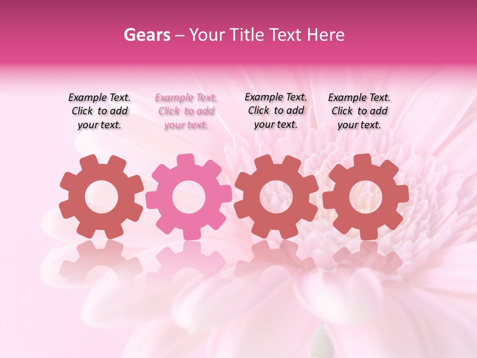 Bloom Gerbera Pink PowerPoint Template