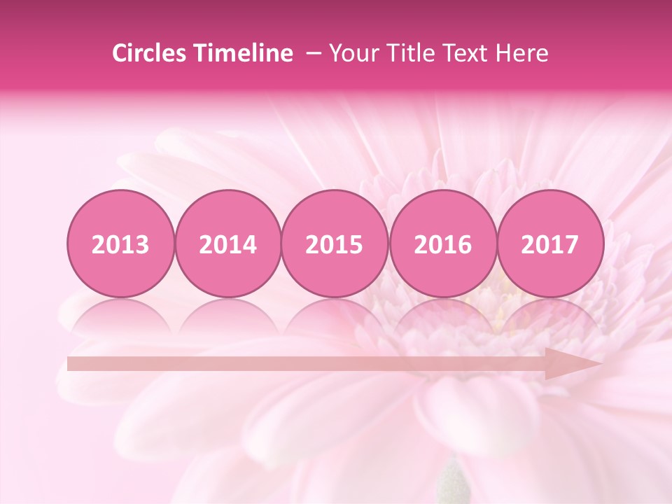 Bloom Gerbera Pink PowerPoint Template