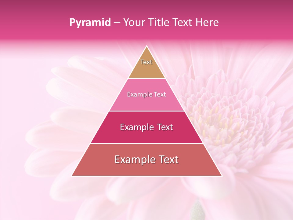 Bloom Gerbera Pink PowerPoint Template
