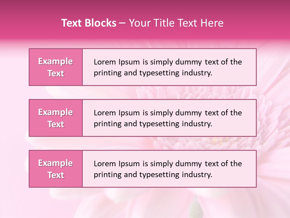 Bloom Gerbera Pink PowerPoint Template