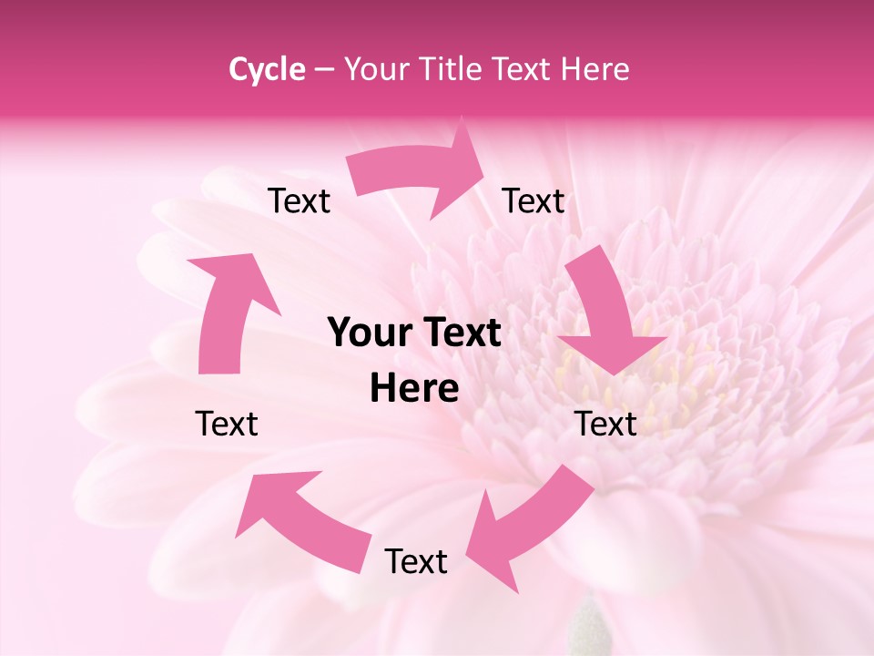 Bloom Gerbera Pink PowerPoint Template