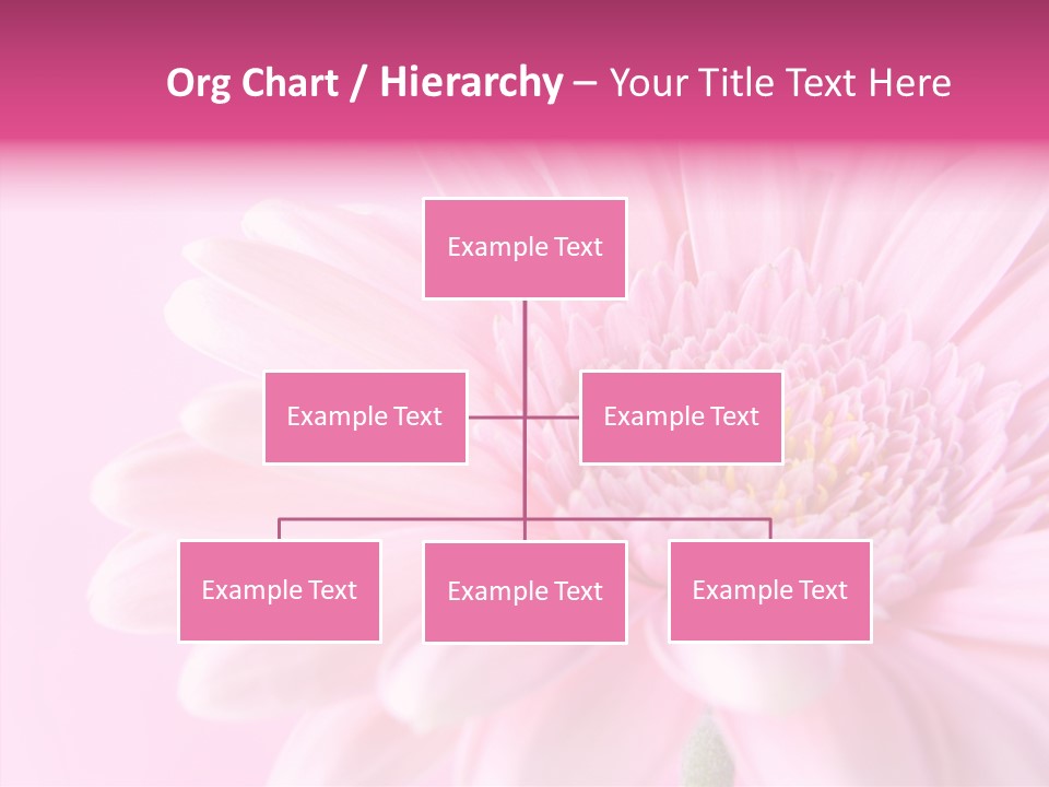 Bloom Gerbera Pink PowerPoint Template