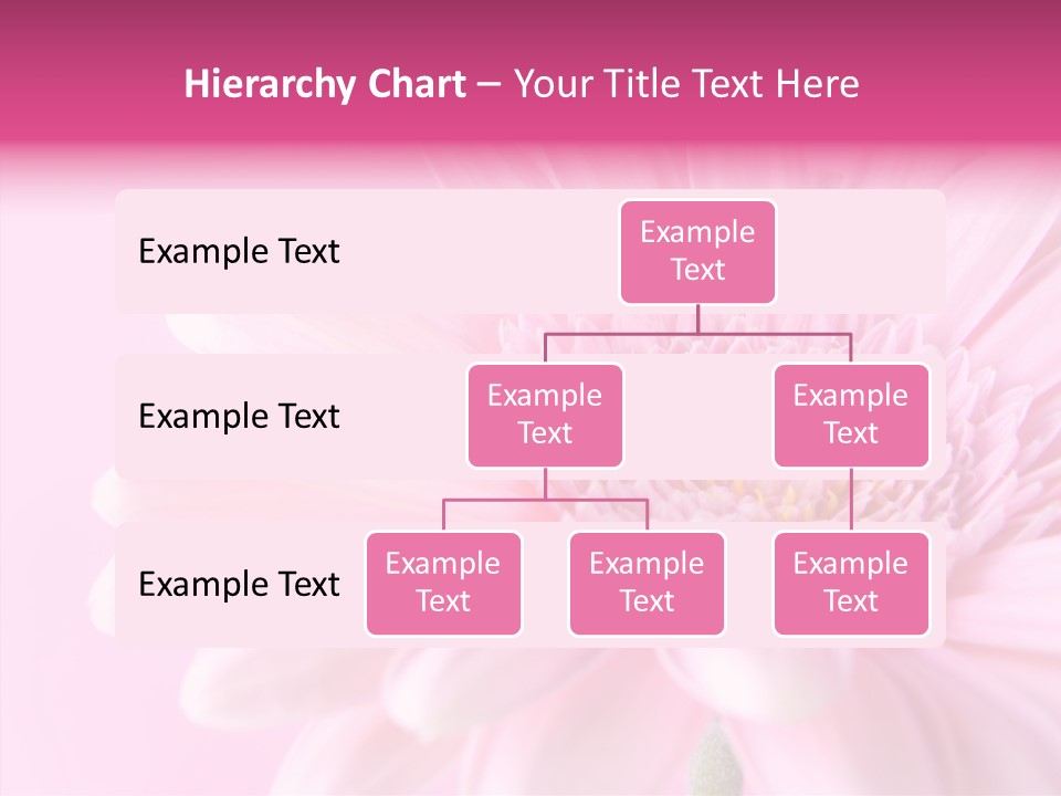 Bloom Gerbera Pink PowerPoint Template