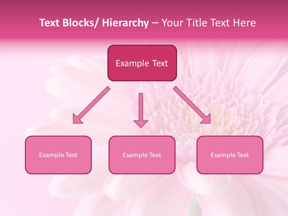 Bloom Gerbera Pink PowerPoint Template