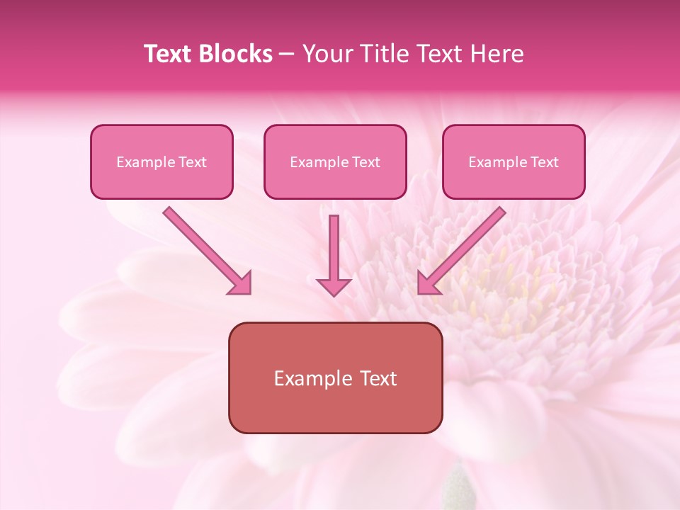 Bloom Gerbera Pink PowerPoint Template