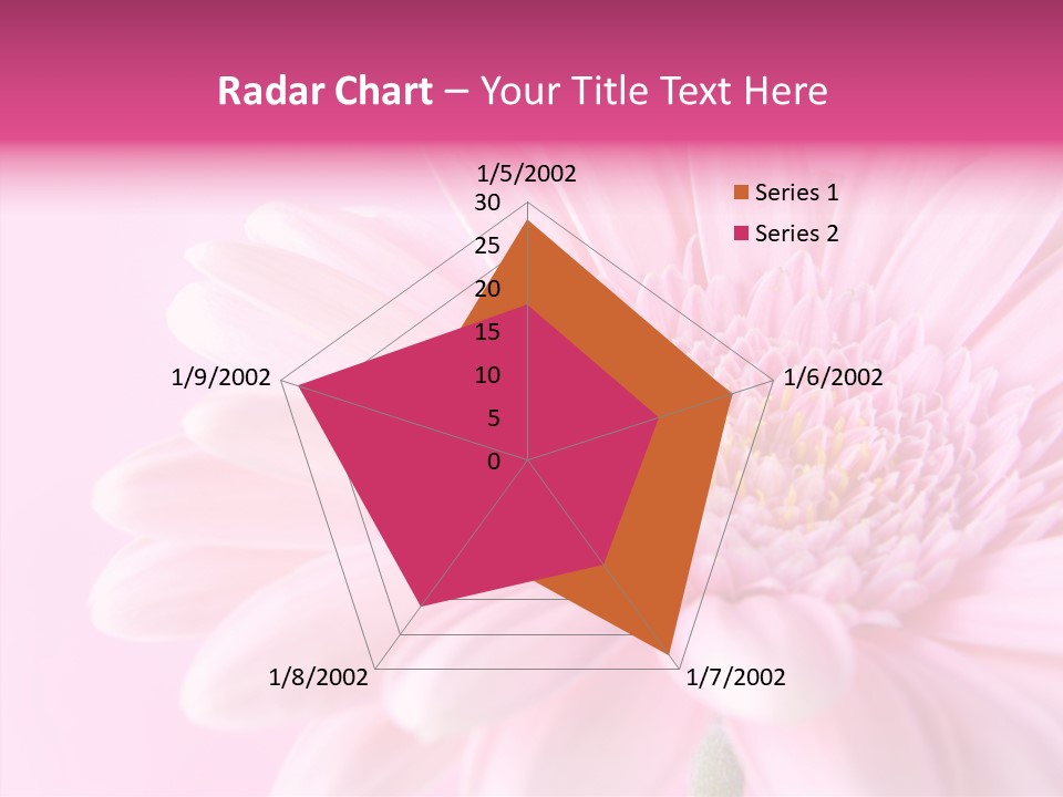 Bloom Gerbera Pink PowerPoint Template