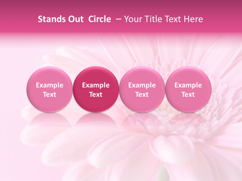 Bloom Gerbera Pink PowerPoint Template