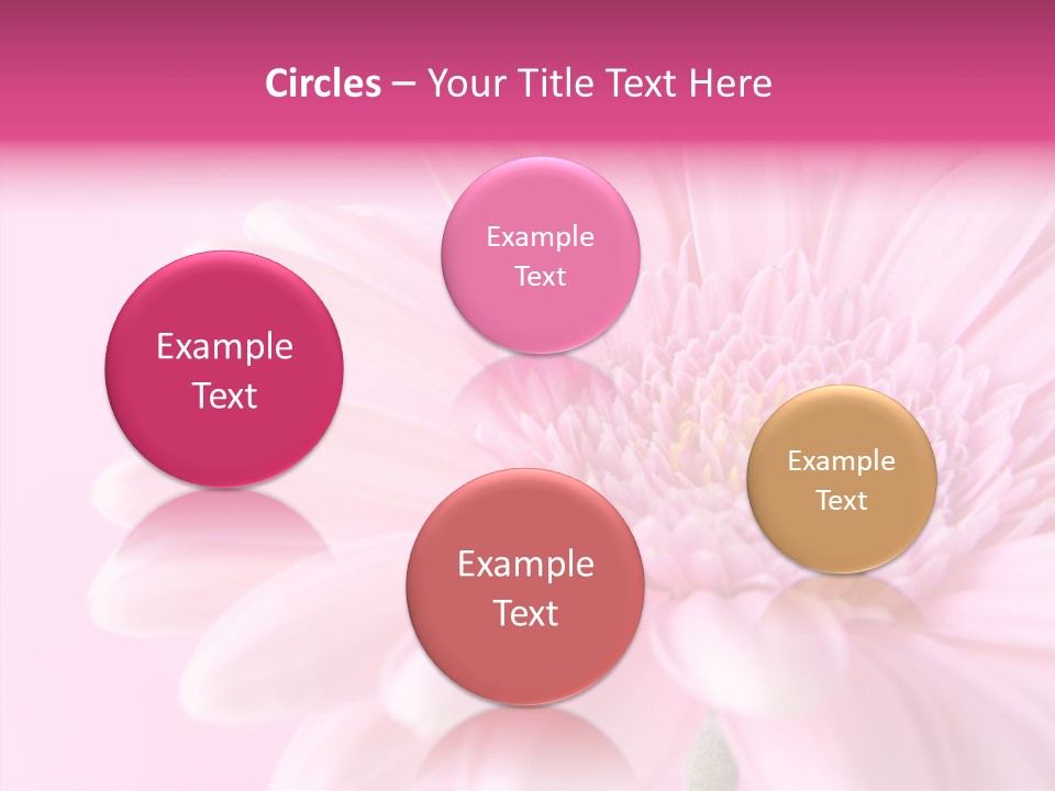 Bloom Gerbera Pink PowerPoint Template