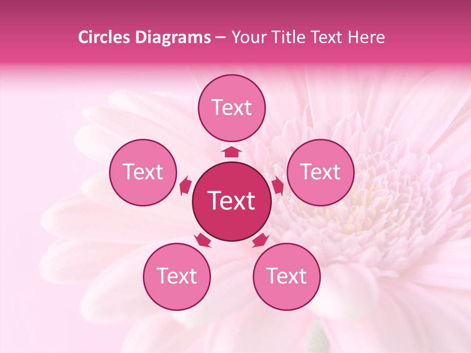 Bloom Gerbera Pink PowerPoint Template