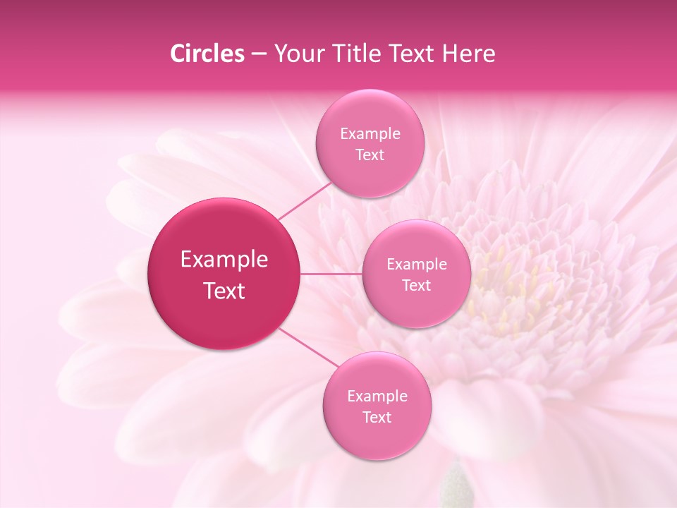 Bloom Gerbera Pink PowerPoint Template
