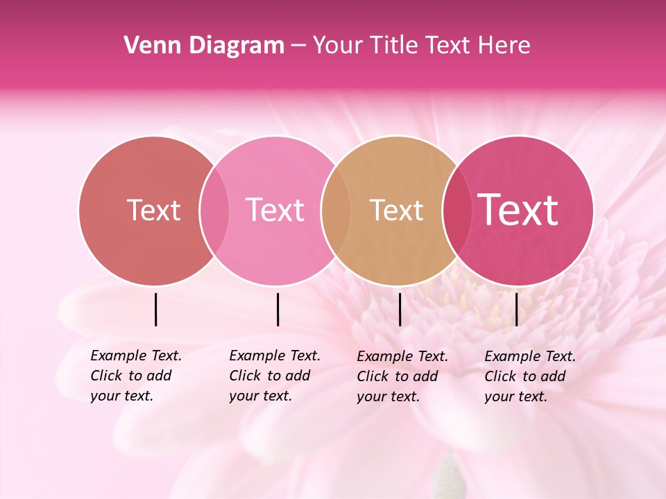 Bloom Gerbera Pink PowerPoint Template