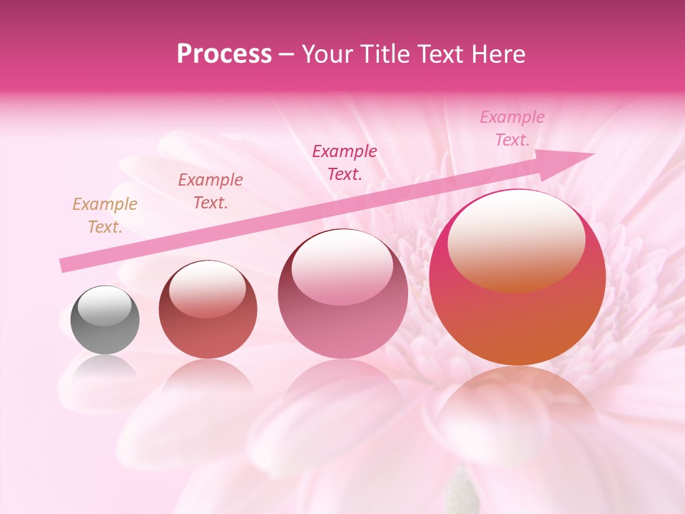 Bloom Gerbera Pink PowerPoint Template