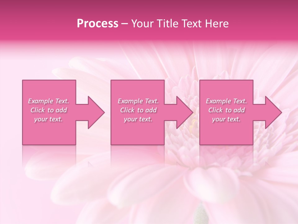Bloom Gerbera Pink PowerPoint Template