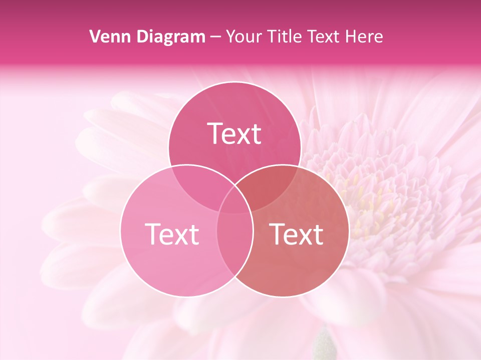 Bloom Gerbera Pink PowerPoint Template