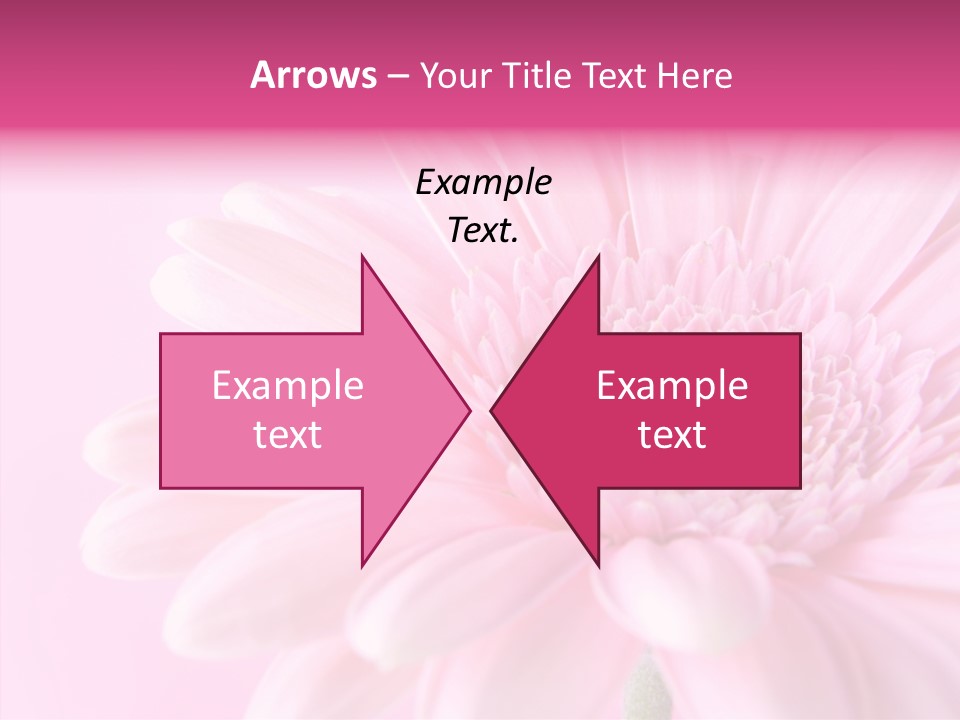 Bloom Gerbera Pink PowerPoint Template