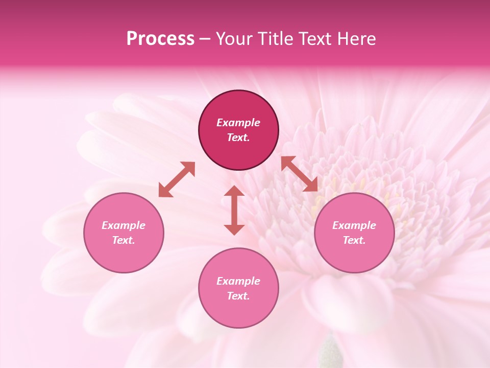 Bloom Gerbera Pink PowerPoint Template