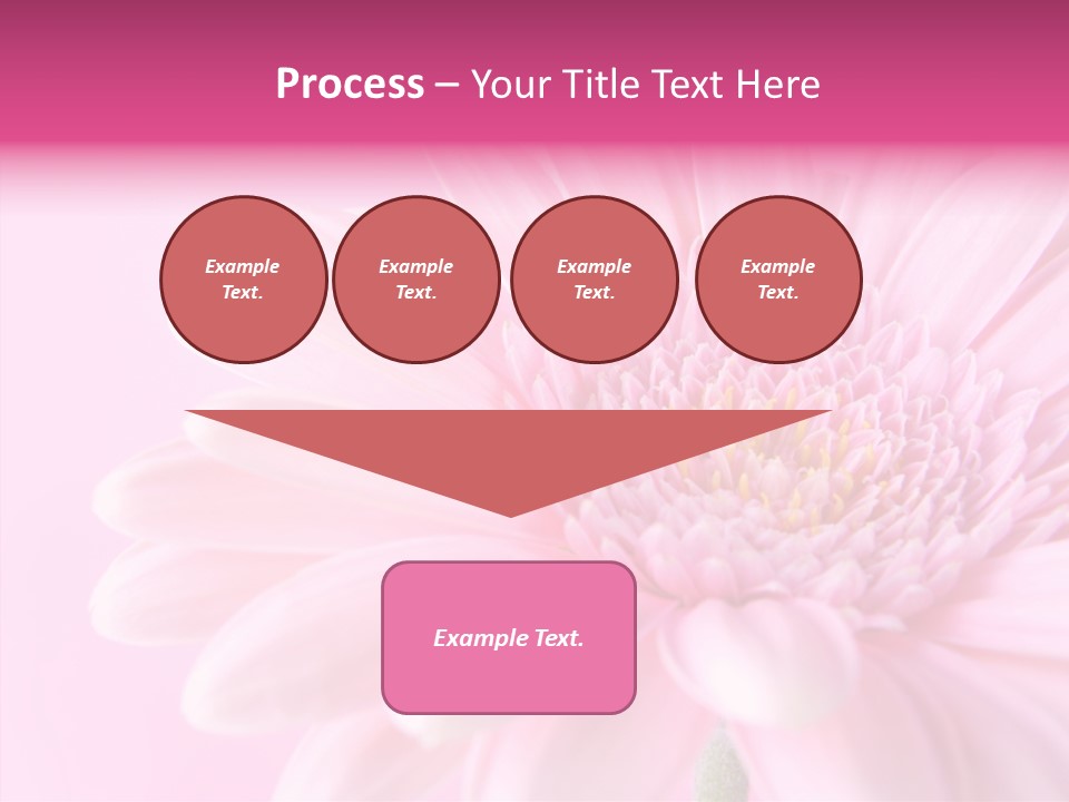 Bloom Gerbera Pink PowerPoint Template