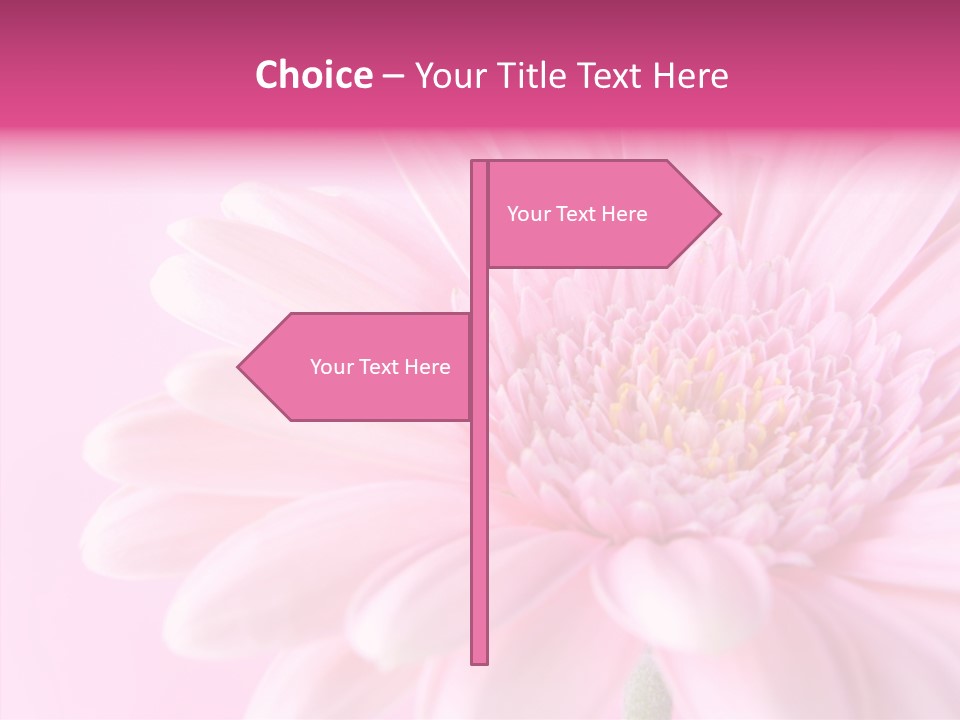 Bloom Gerbera Pink PowerPoint Template