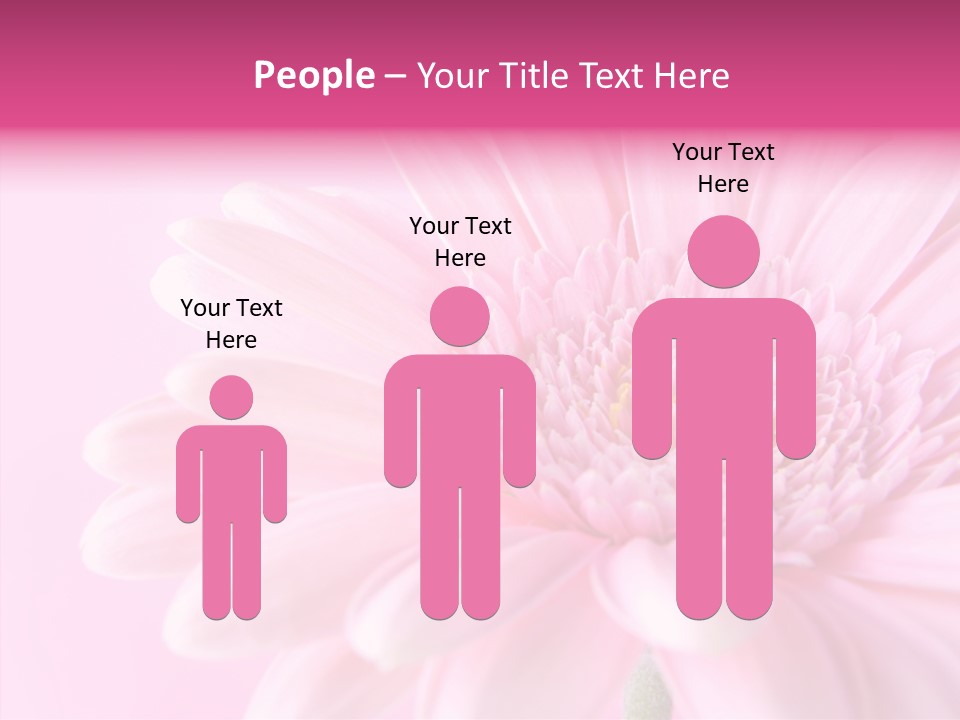 Bloom Gerbera Pink PowerPoint Template