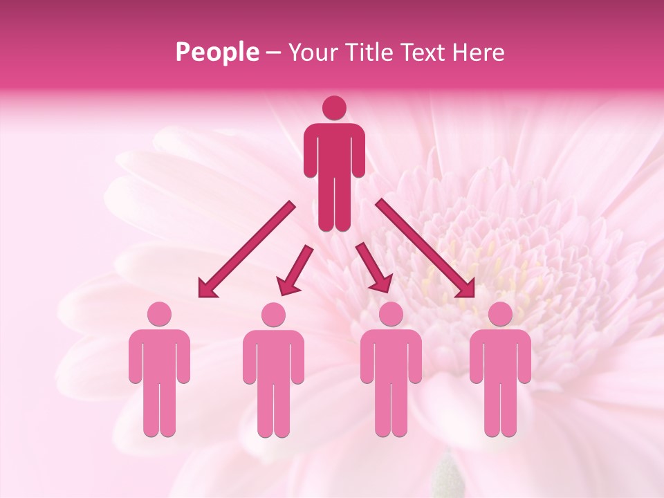 Bloom Gerbera Pink PowerPoint Template