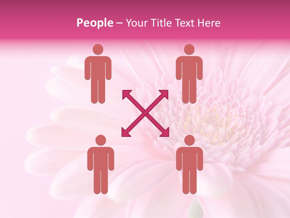 Bloom Gerbera Pink PowerPoint Template