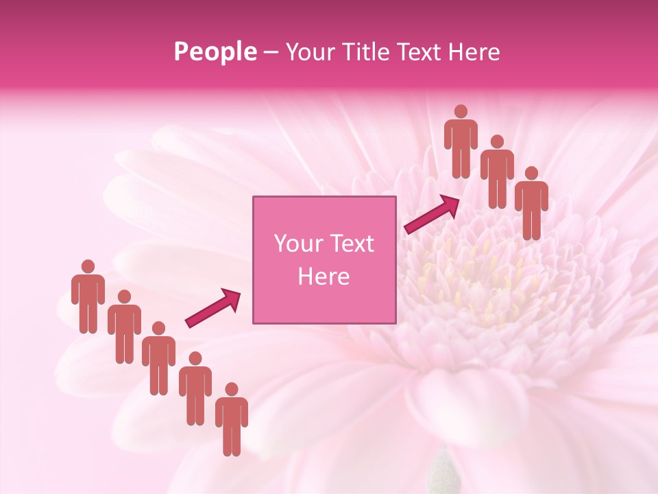 Bloom Gerbera Pink PowerPoint Template