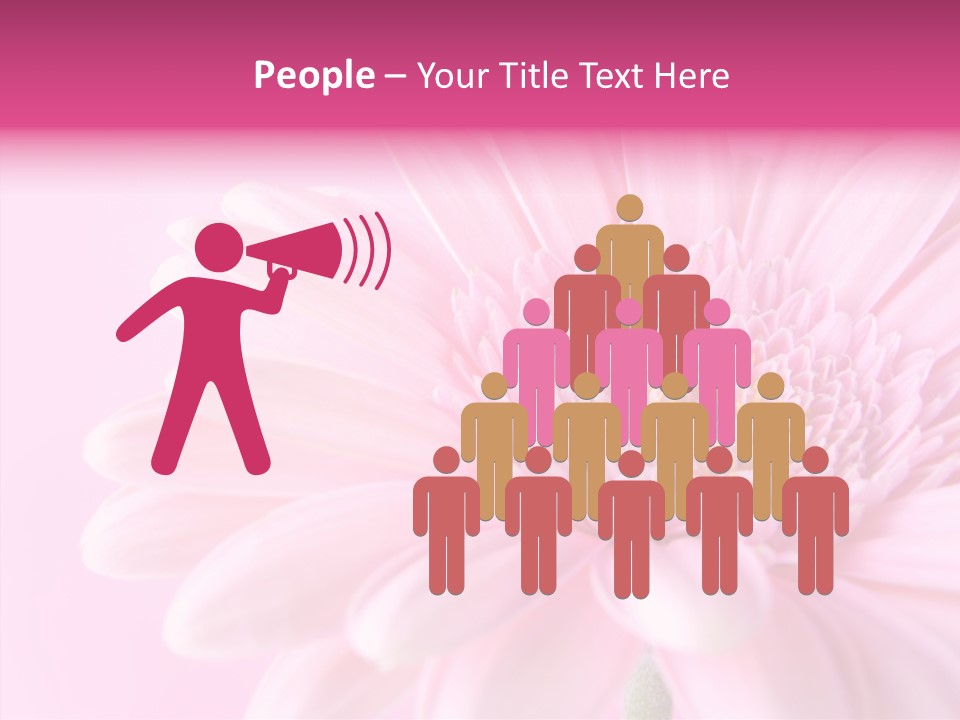 Bloom Gerbera Pink PowerPoint Template