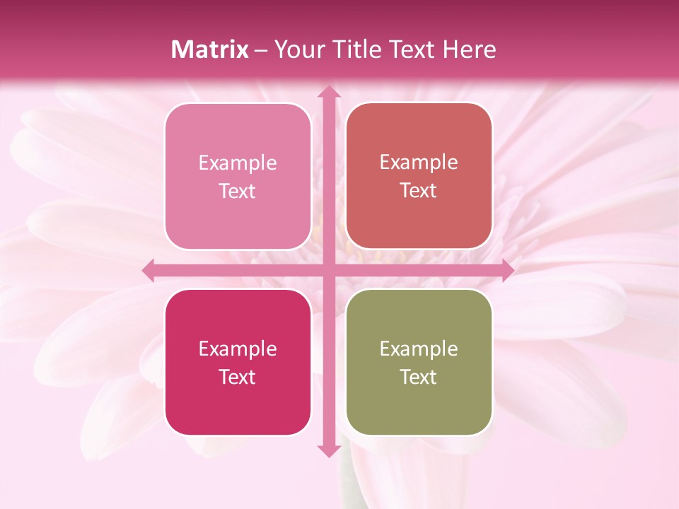 Daisy Circle Gerbera PowerPoint Template