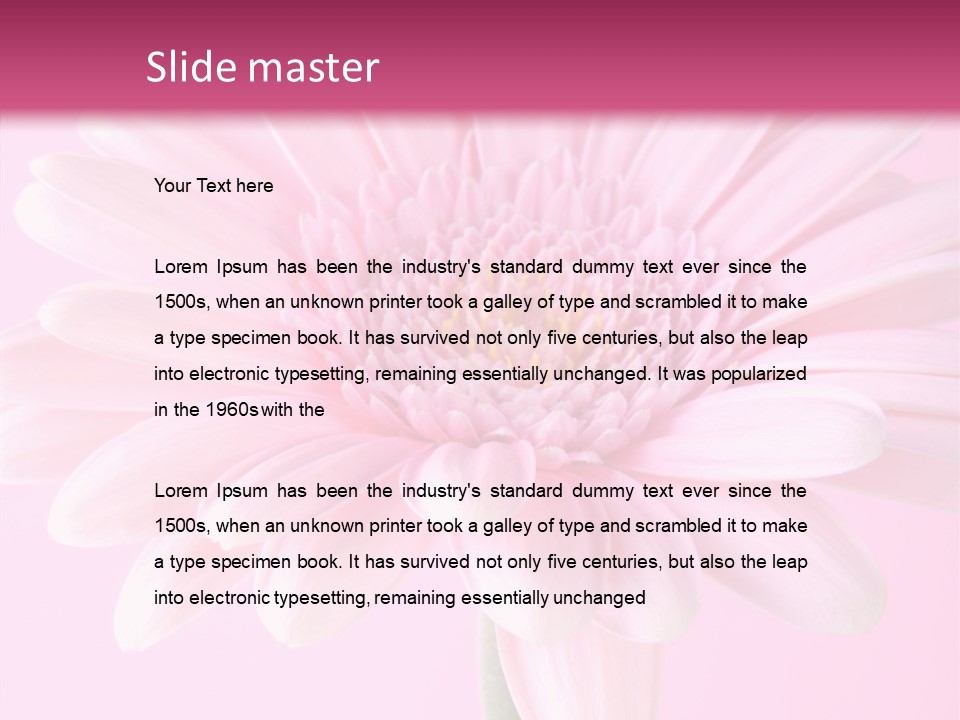 Daisy Circle Gerbera PowerPoint Template