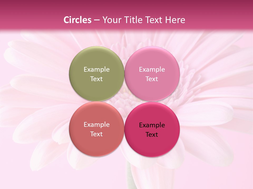 Daisy Circle Gerbera PowerPoint Template