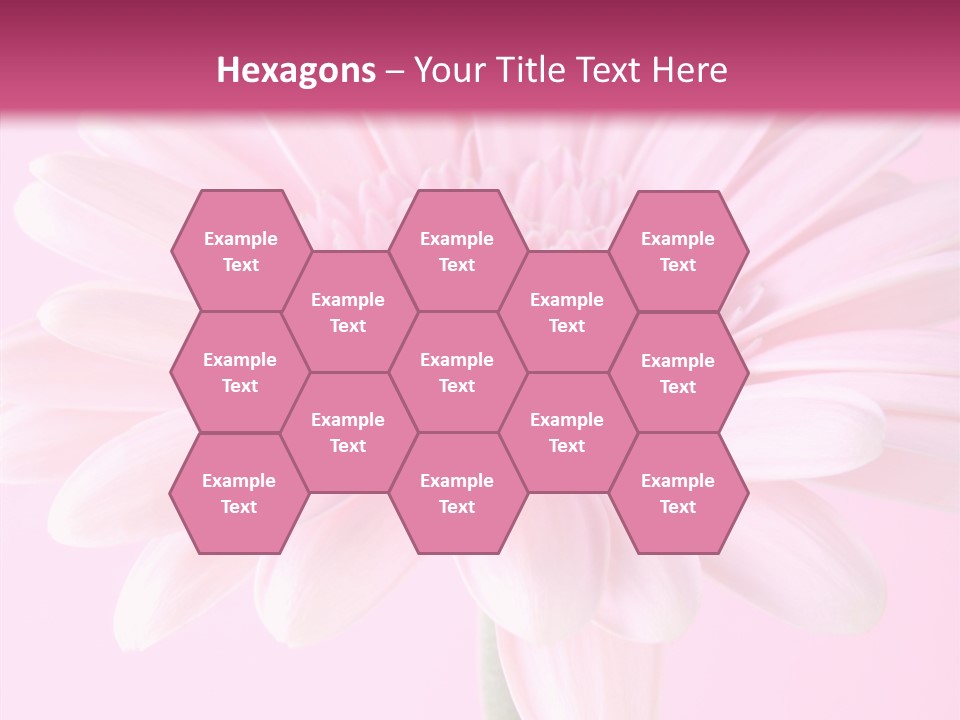 Daisy Circle Gerbera PowerPoint Template