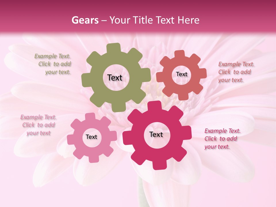 Daisy Circle Gerbera PowerPoint Template