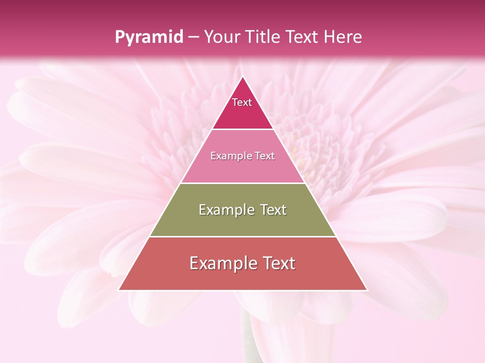 Daisy Circle Gerbera PowerPoint Template