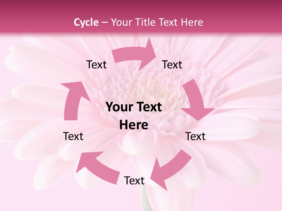 Daisy Circle Gerbera PowerPoint Template