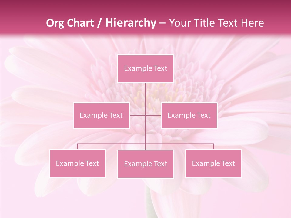 Daisy Circle Gerbera PowerPoint Template