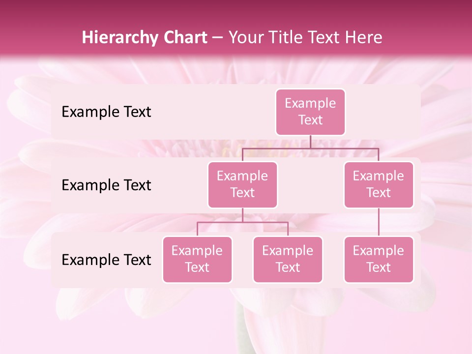 Daisy Circle Gerbera PowerPoint Template