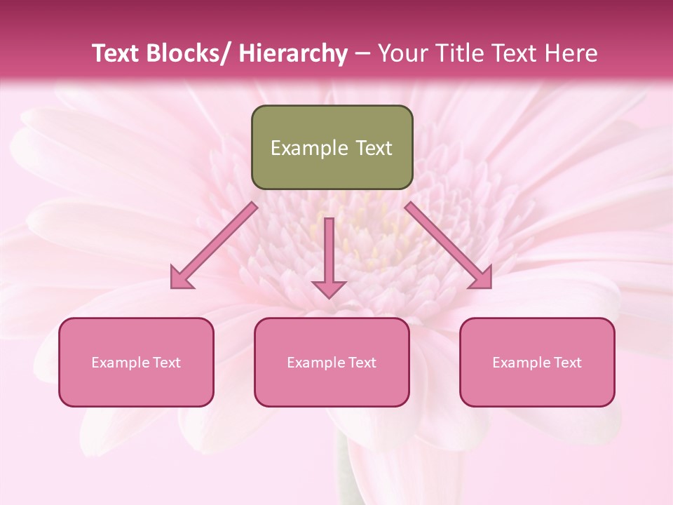 Daisy Circle Gerbera PowerPoint Template