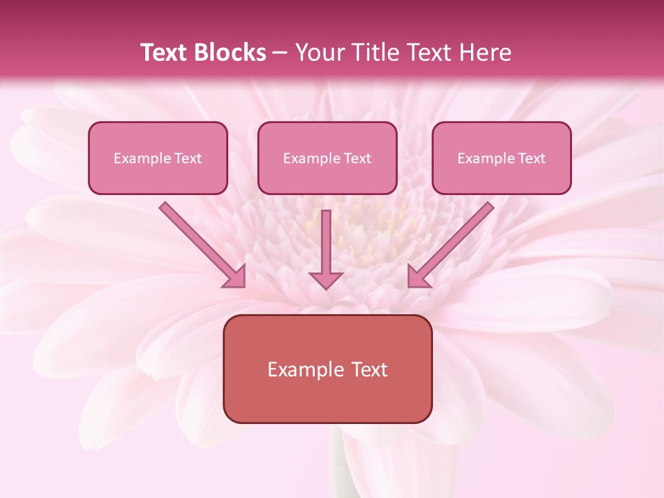 Daisy Circle Gerbera PowerPoint Template