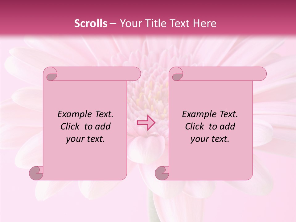 Daisy Circle Gerbera PowerPoint Template