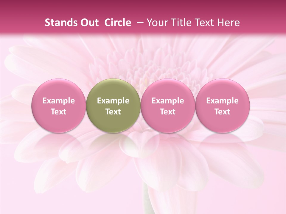 Daisy Circle Gerbera PowerPoint Template