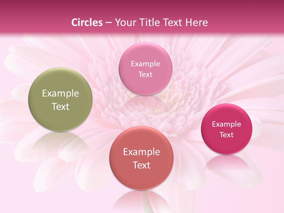 Daisy Circle Gerbera PowerPoint Template