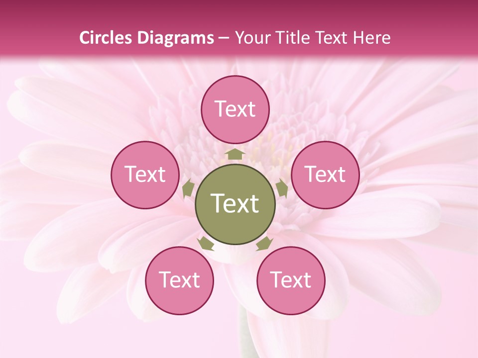 Daisy Circle Gerbera PowerPoint Template