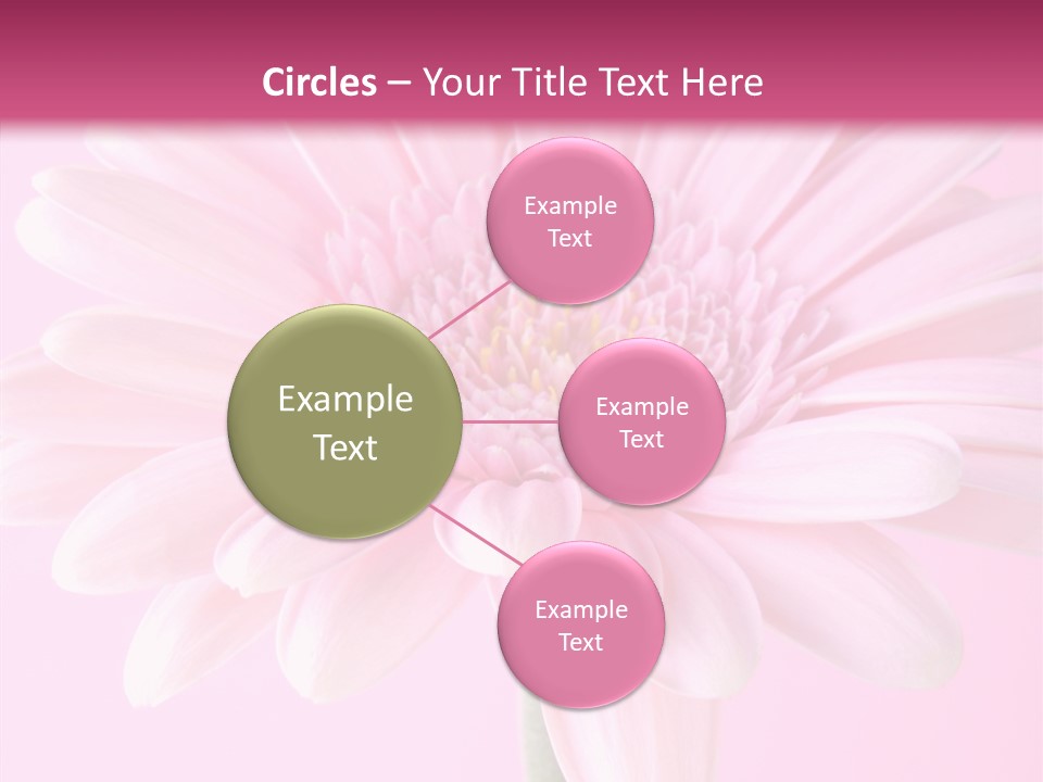 Daisy Circle Gerbera PowerPoint Template