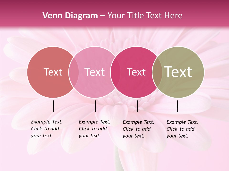 Daisy Circle Gerbera PowerPoint Template
